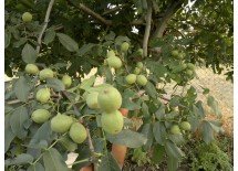 Franquette Walnut Saplings