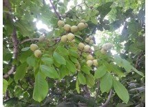 Fernor Walnut Saplings