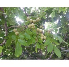 Fernor Walnut Saplings