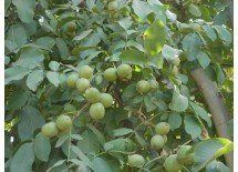 Fernette Walnut Saplings