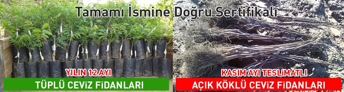 aşılı ceviz fidanları