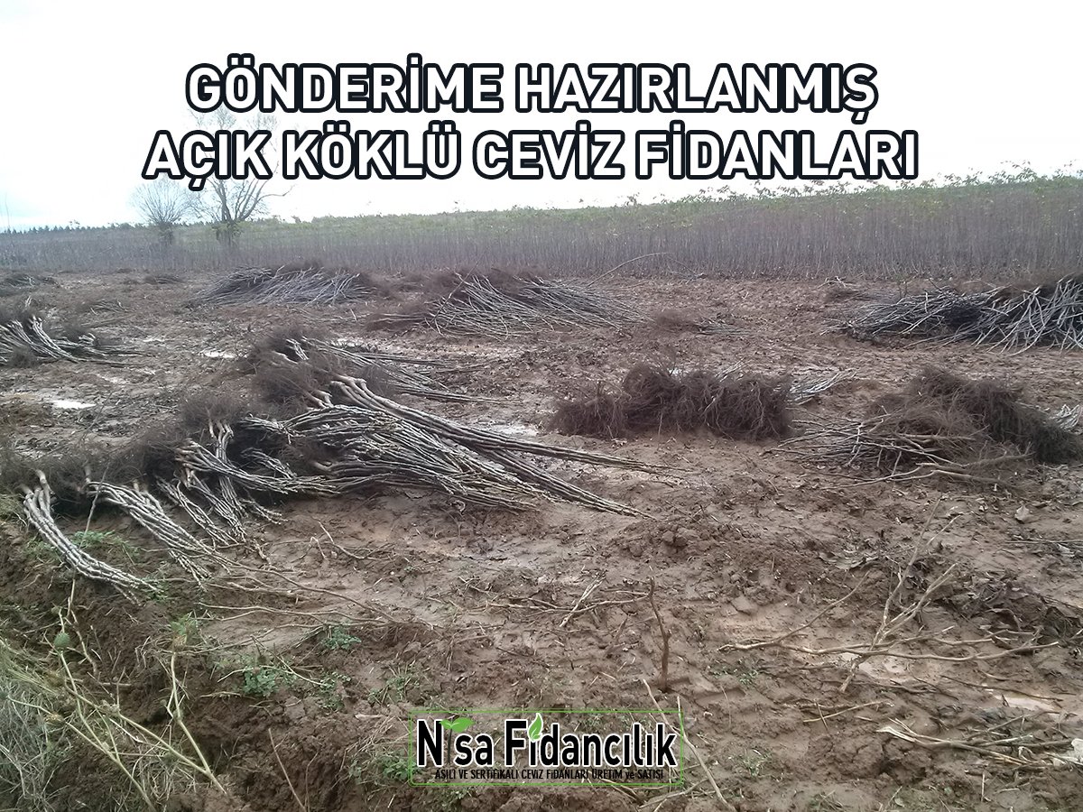 açık köklü ceviz fidanları