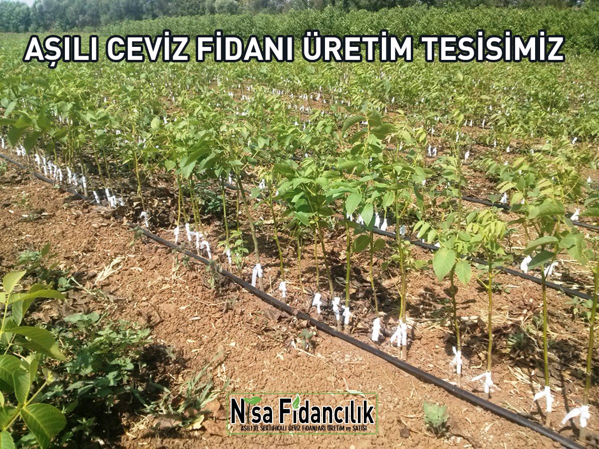 aşılı ceviz fidanı açık köklü