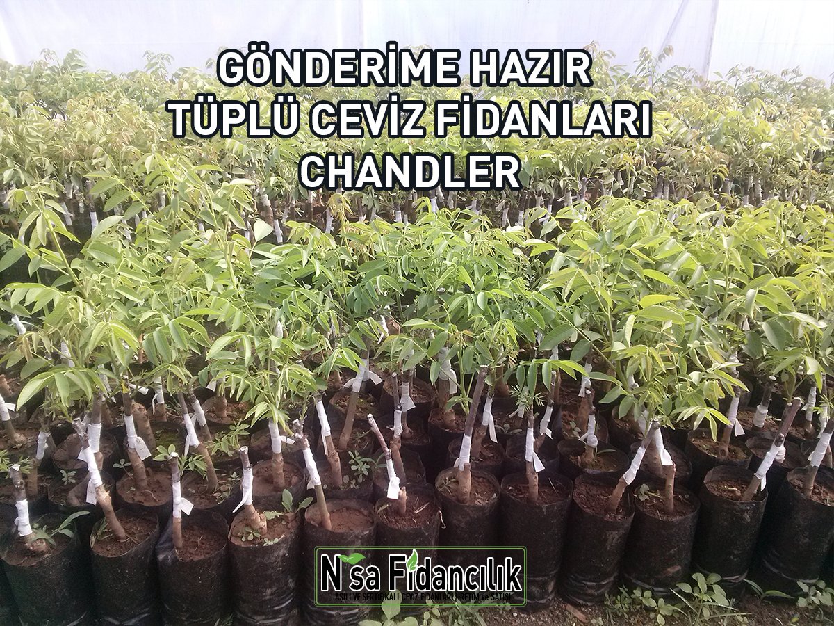 tüplü ceviz fidanları