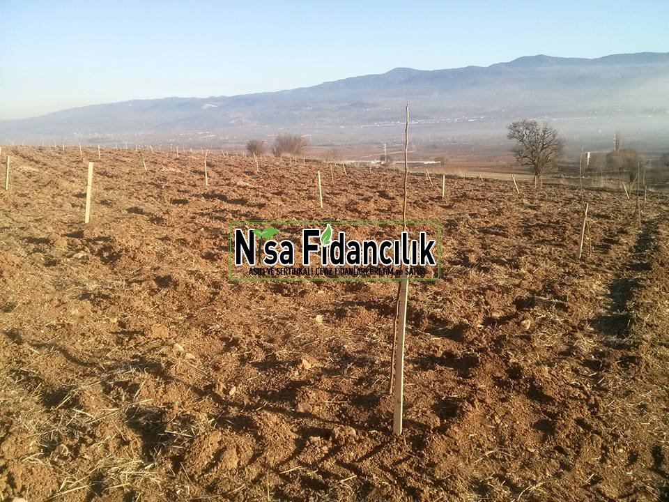 ceviz fidanı dikimi