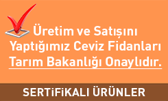 sertifikalı ceviz fidanları